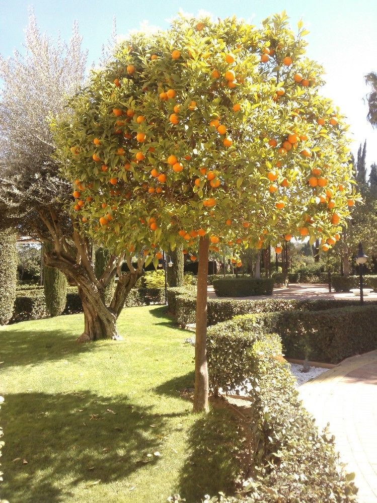 Ad Hoc Parque 4*